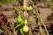 Small green organic calabash,Â bottle gourd, orÂ white-flowered gourd plant Lagenaria siceraria also known as long melon